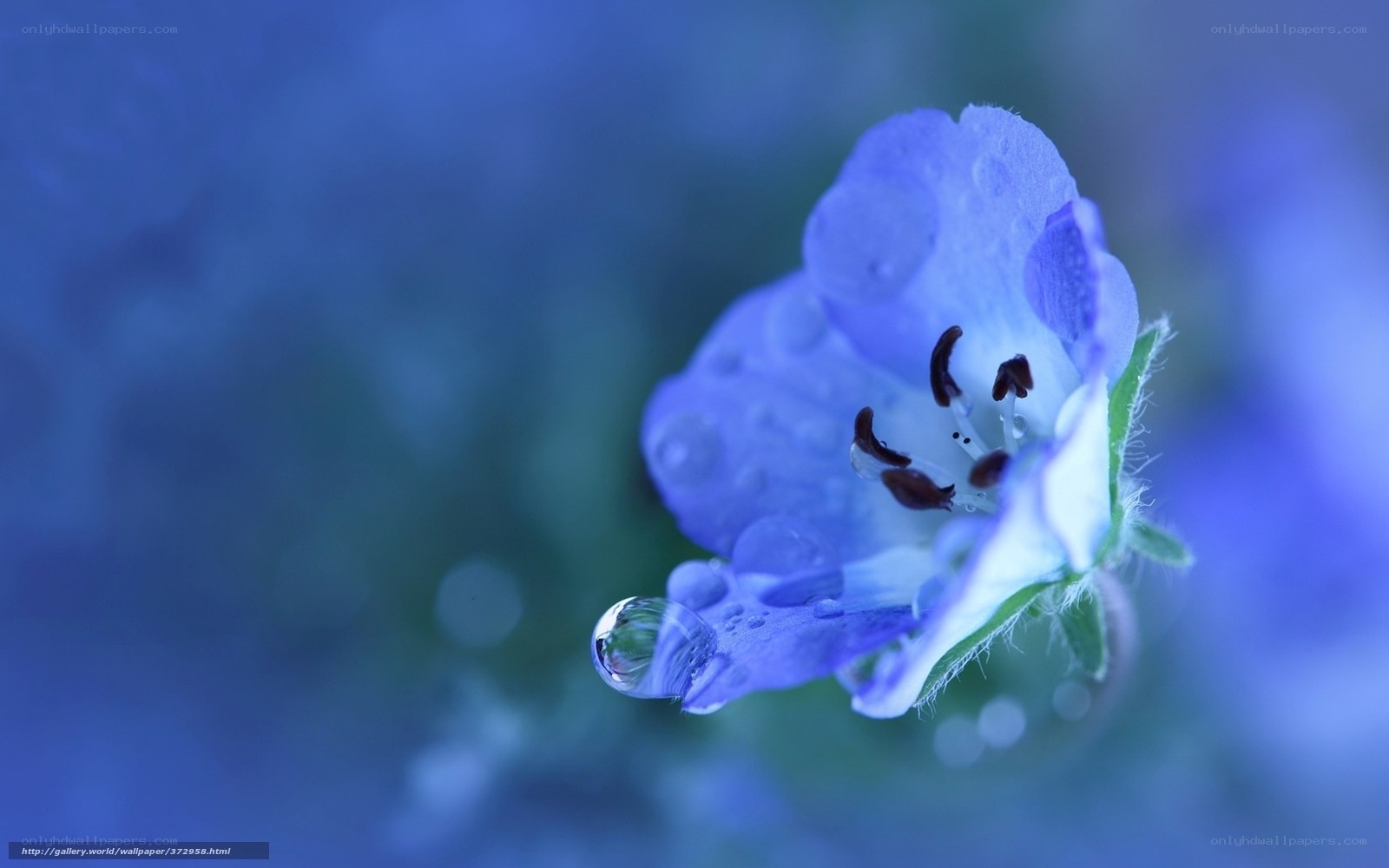 Blue flower with water droplet