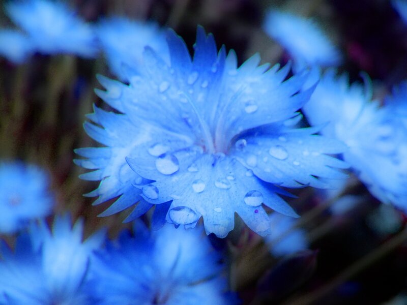 Blue flower with water droplets