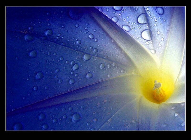 Blue flower with water droplets