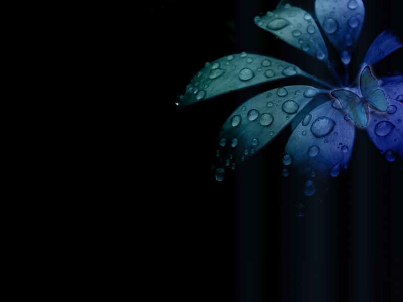blue flower with water droplets