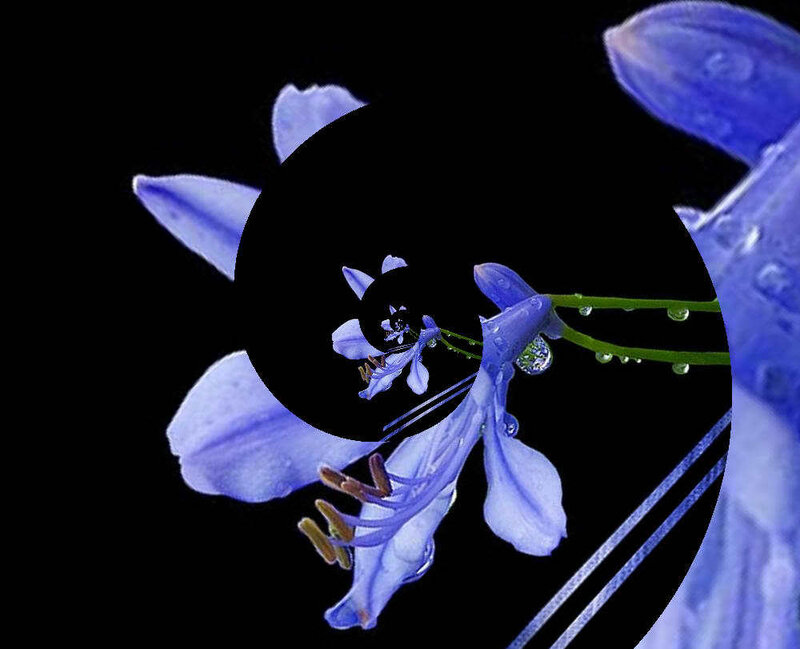 Blue flower with water droplets