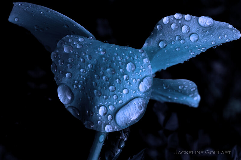 Blue flower with water droplets