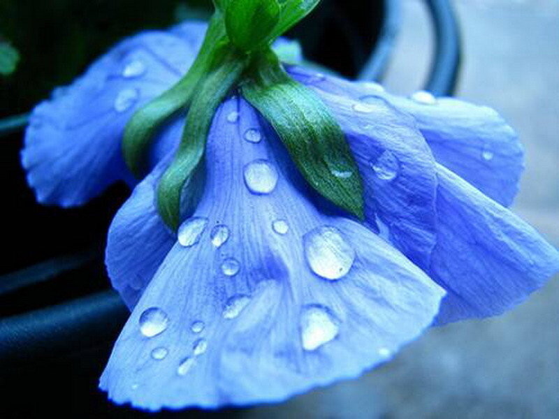 Blue flower with water droplets