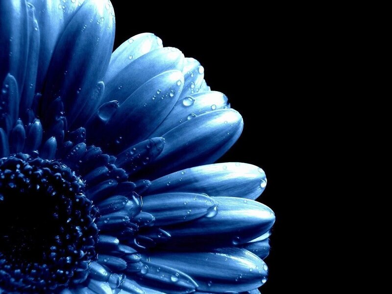 blue flower with water droplets