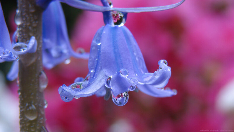 Blue flower with water droplets