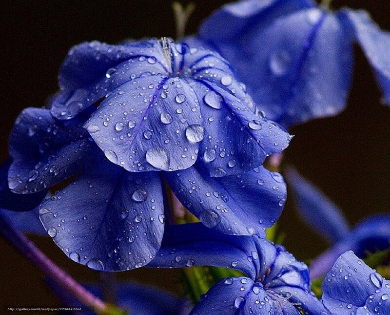 Blue flower with water droplets