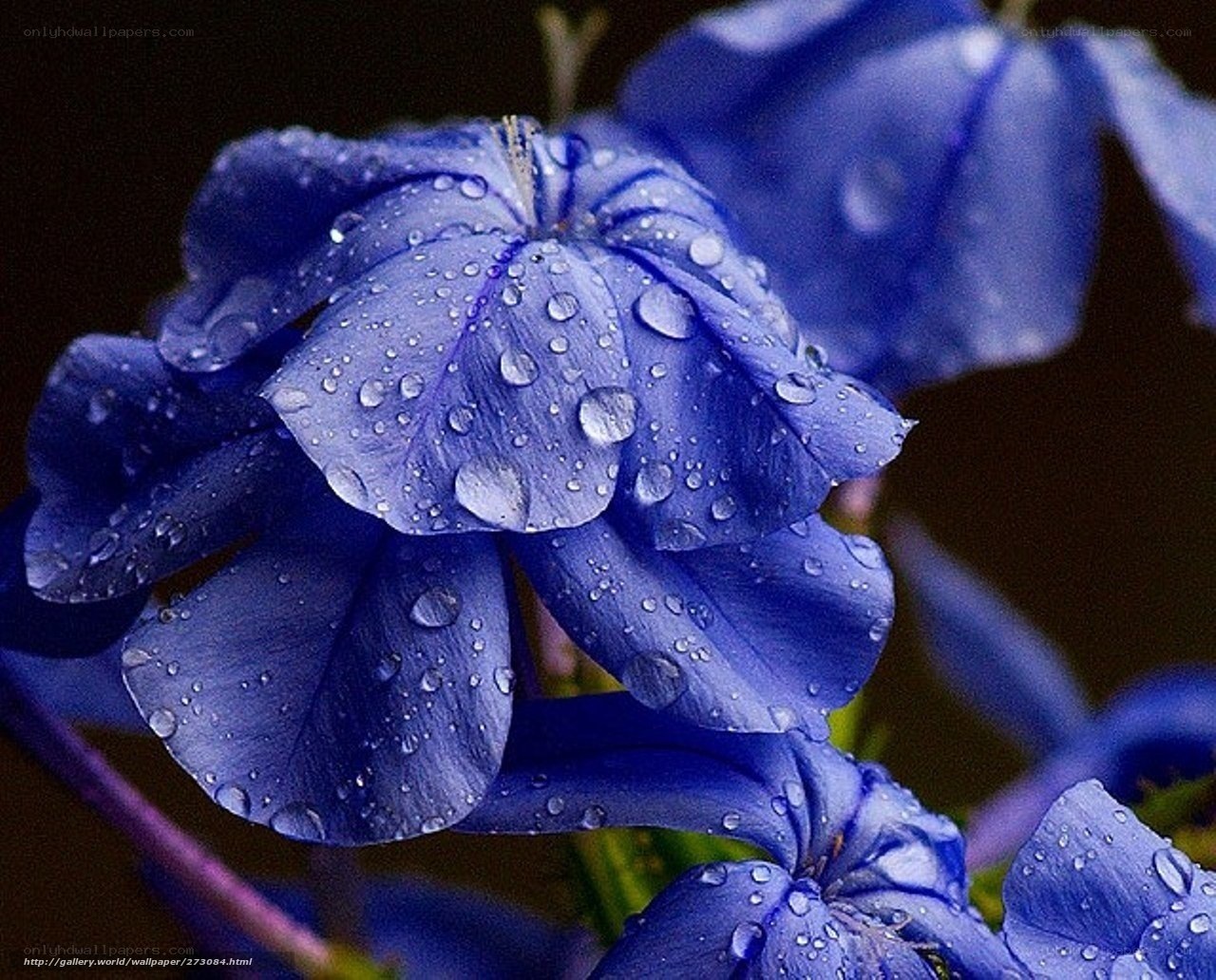 Blue flower with water droplets
