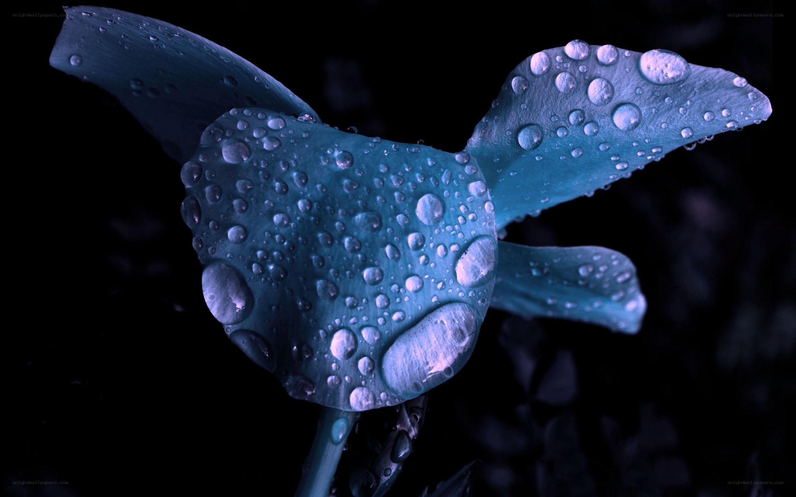 Blue flower with water droplets