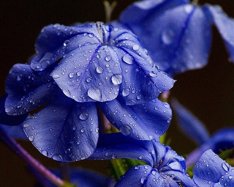 blue flower with water droplets