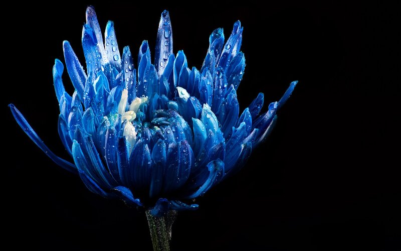Blue flower with water droplets