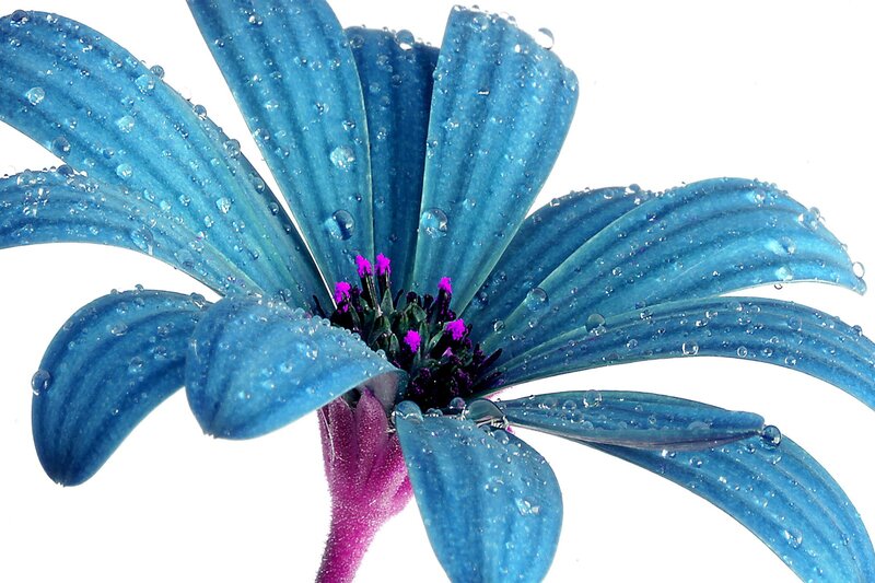Blue Flower with Water Droplets — Calm, Photograph