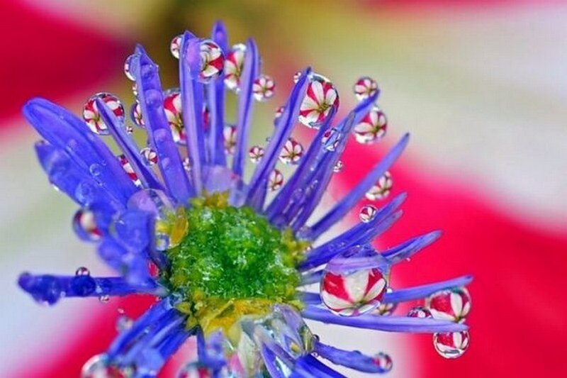 Blue Flower with Water Droplets — Calm