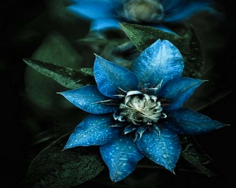 Blue Flower with Water Droplets — Dramatic, Night, Photograph