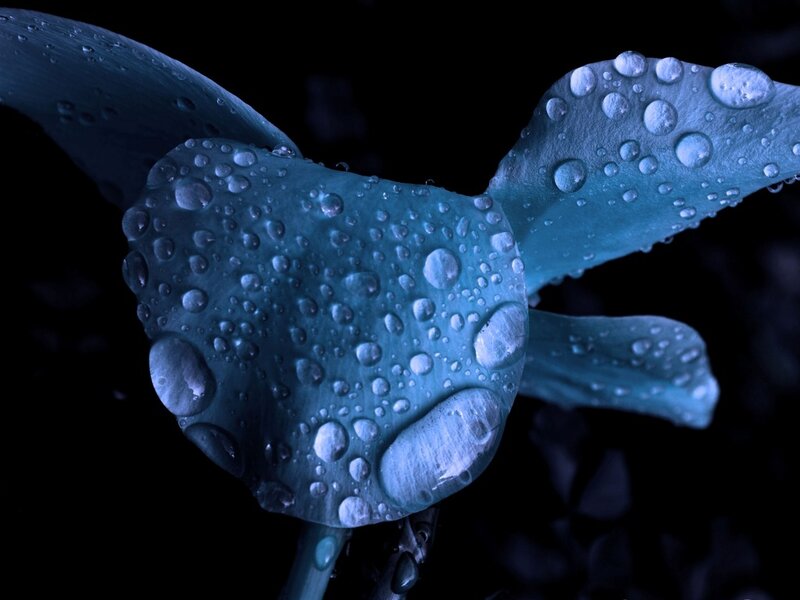 Blue Flower with Water Droplets — Dramatic, Night