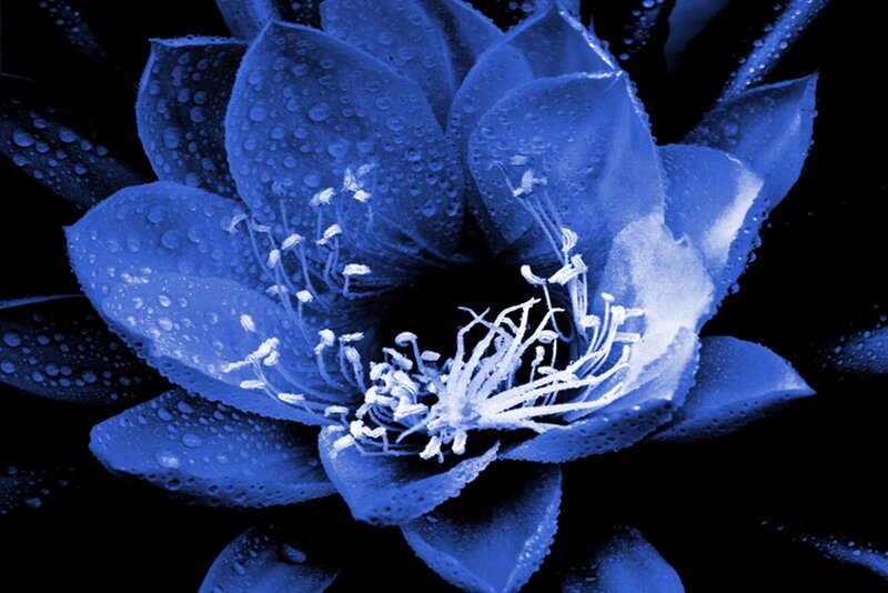Blue Flower with Water Droplets — Dramatic, Photograph, Petals