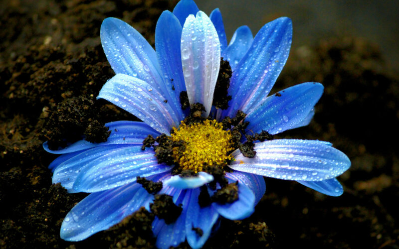 Blue Flower with Water Droplets — Dramatic, Photograph, Soil