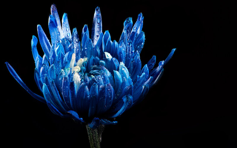 Blue Flower with Water Droplets — Dramatic, Photograph, Water Droplets, Stem