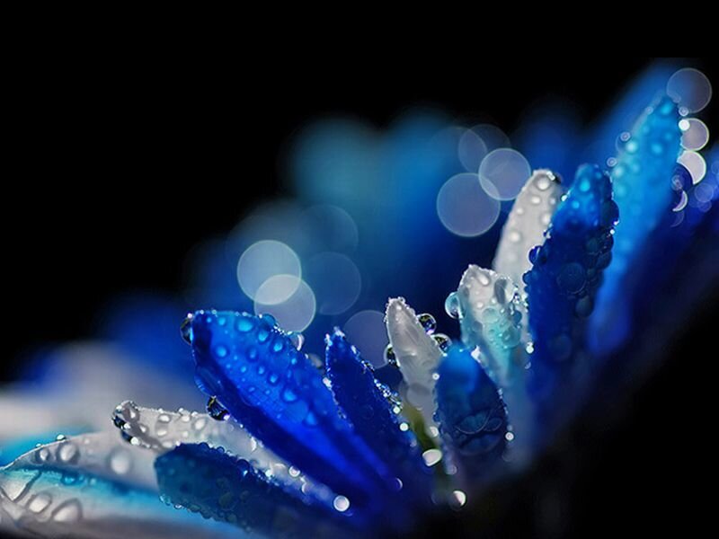 Blue Flower with Water Droplets — Dramatic, Photograph, Water Droplets