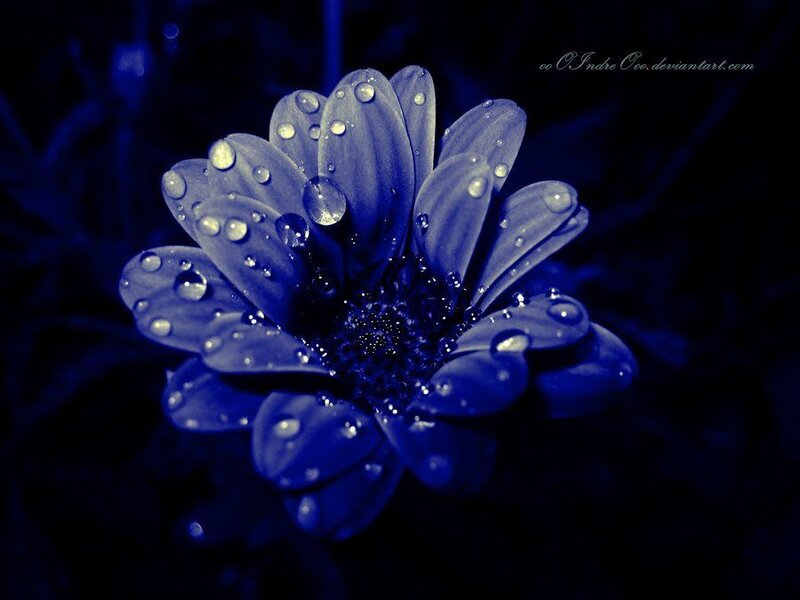 Blue Flower with Water Droplets — Dramatic