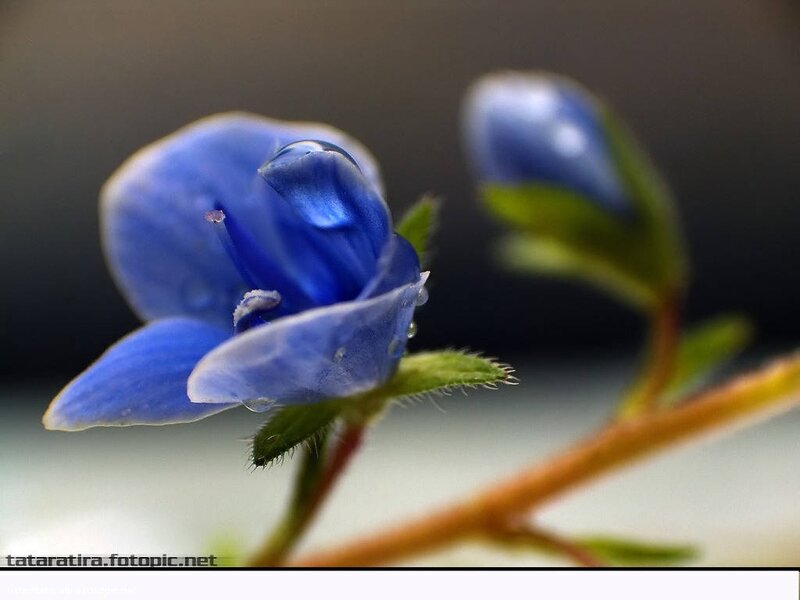 Blue Flower with Water Droplets — Serene, Photograph, Bud
