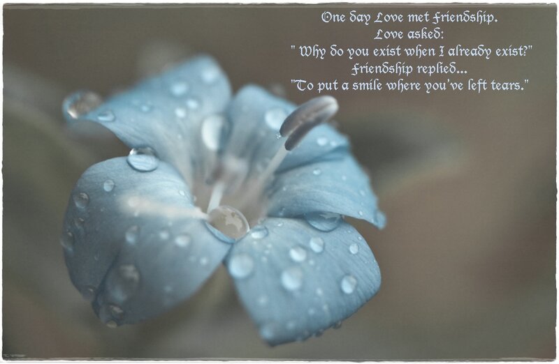 Blue Flower with Water Droplets — Serene, Photograph
