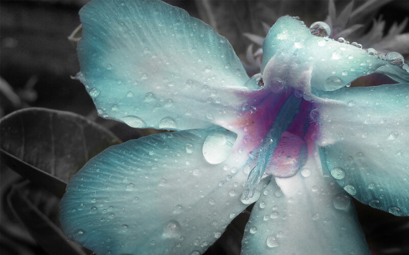 Blue Flower with Water Droplets — Serene, Photograph, Water Droplets, Petals, Center