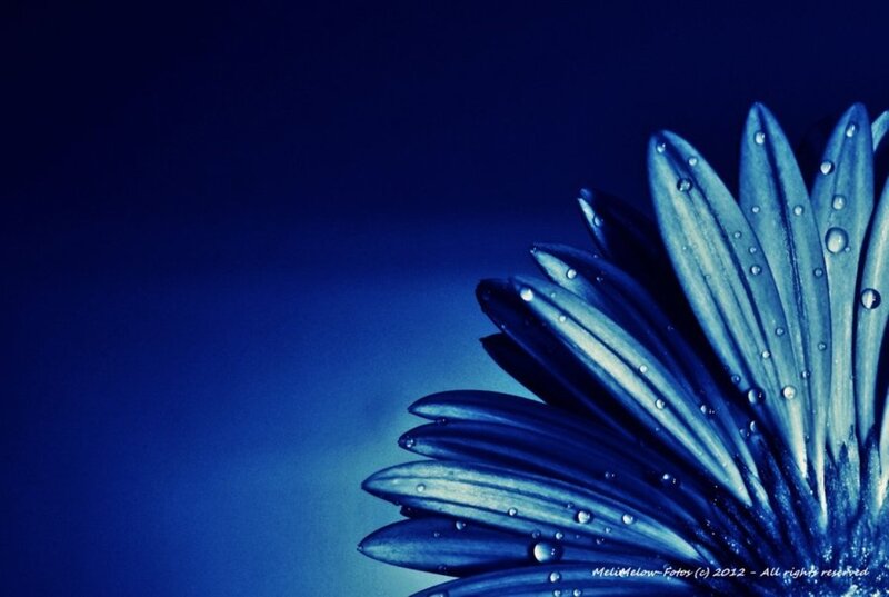 Blue Flower with Water Droplets — Serene, Photograph, Water Droplets