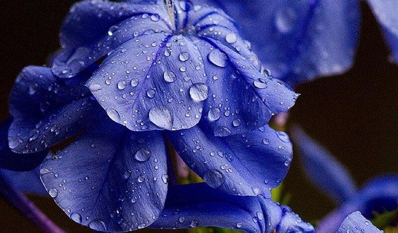 Blue Flower with Water Droplets — Serene