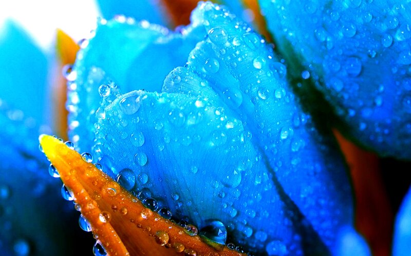 Blue Flower with Water Droplets — Vibrant