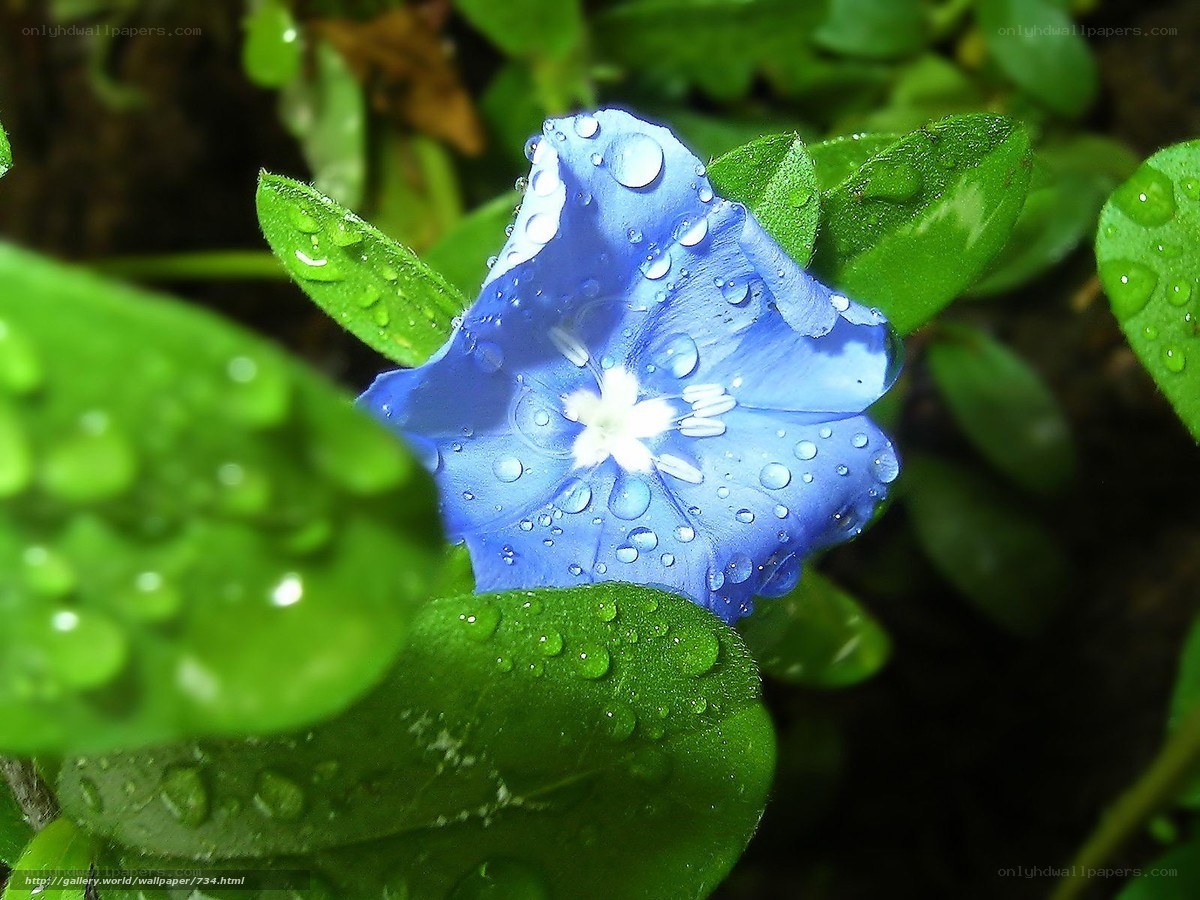 Blue flower with water droplets