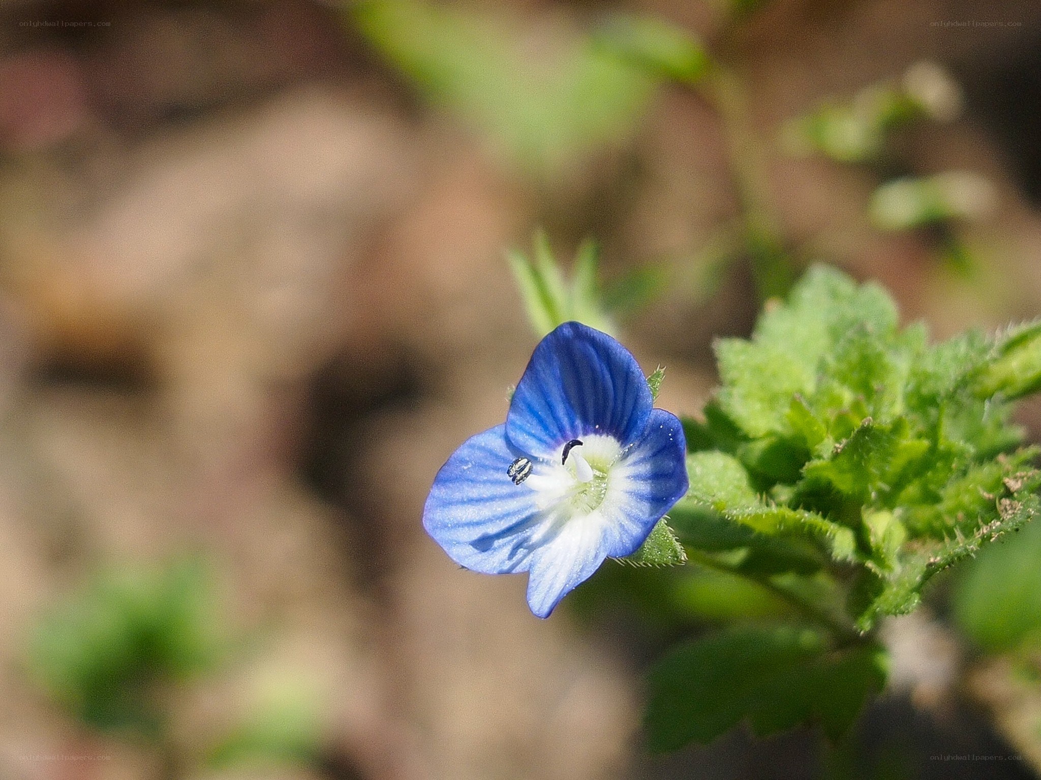 blue flower with white center