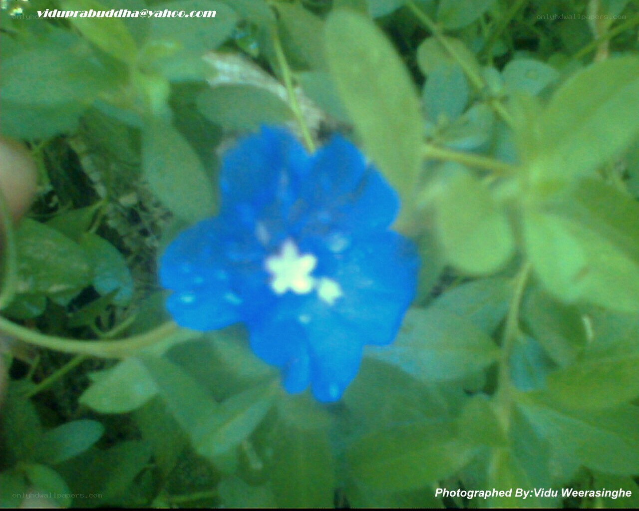 blue flower with white center
