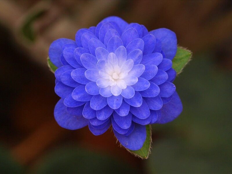 Blue Flower with White Center — Calm
