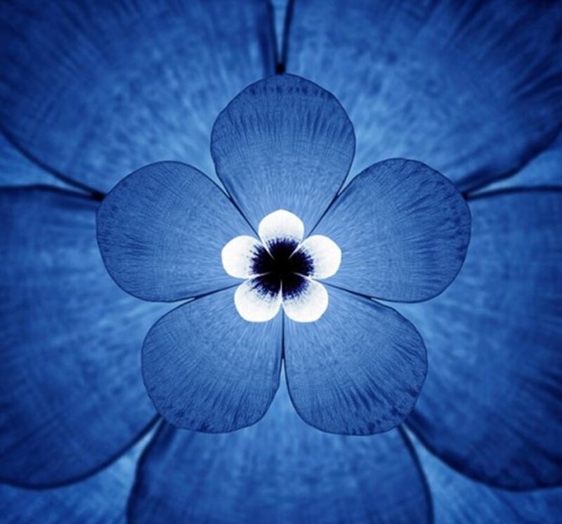 Blue Flower with White Center — Serene, Photograph