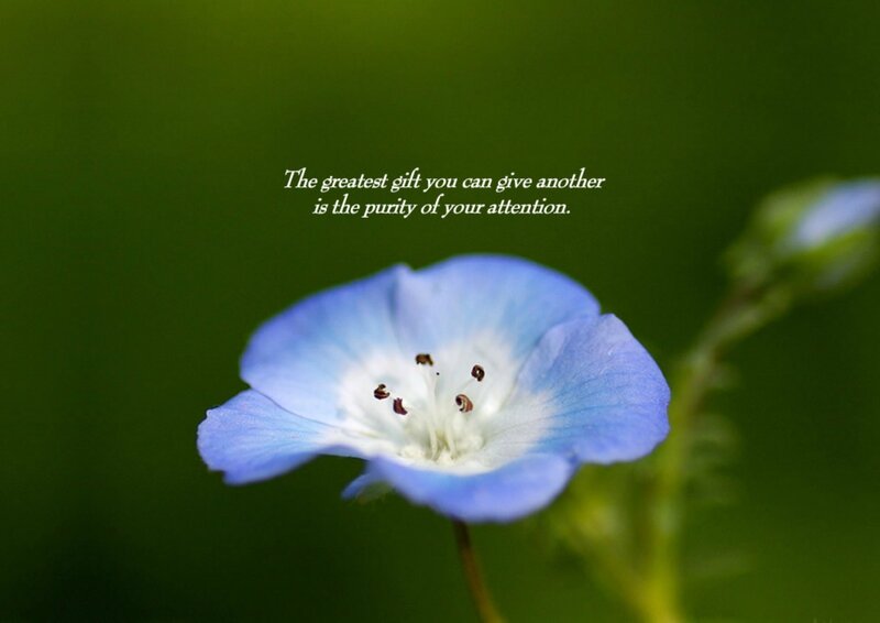 Blue Flower with White Center — Serene
