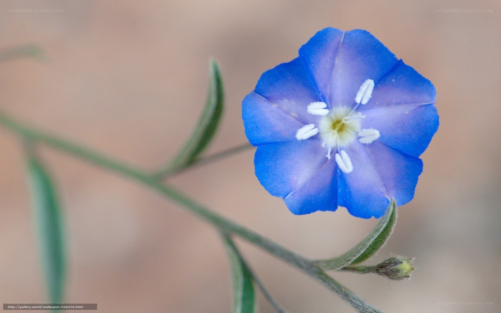blue flower with white center