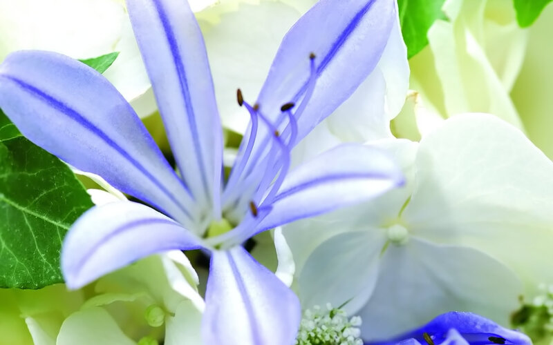 blue flower with white hydrangea