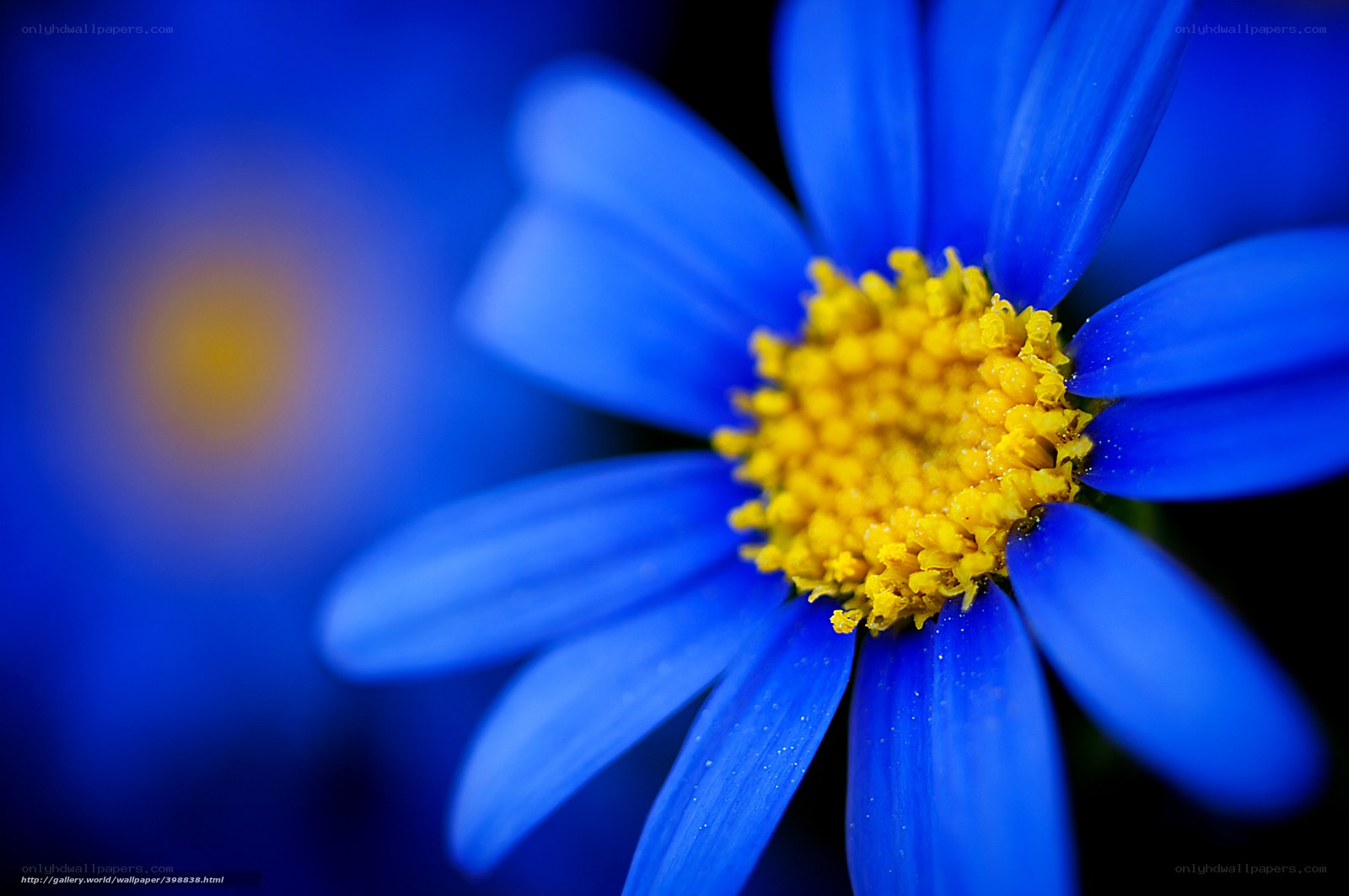 Blue flower with yellow center