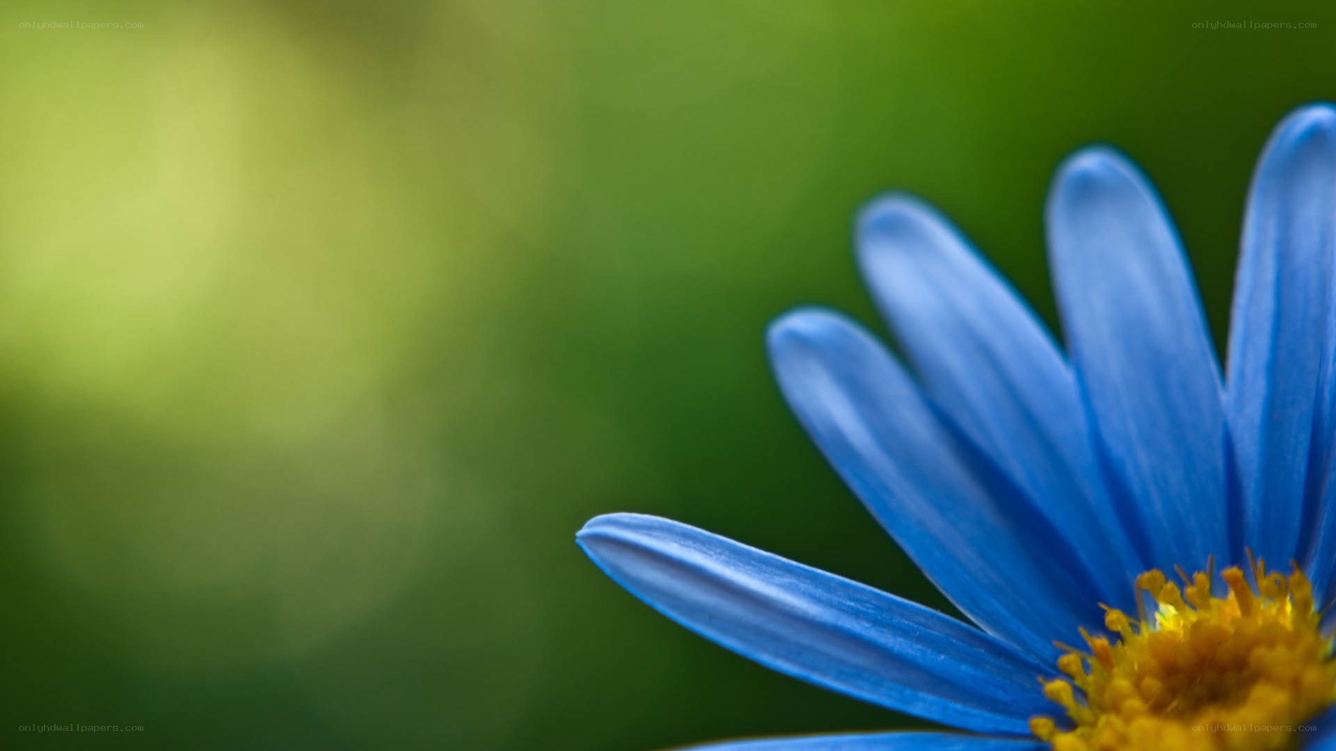 blue flower with yellow center