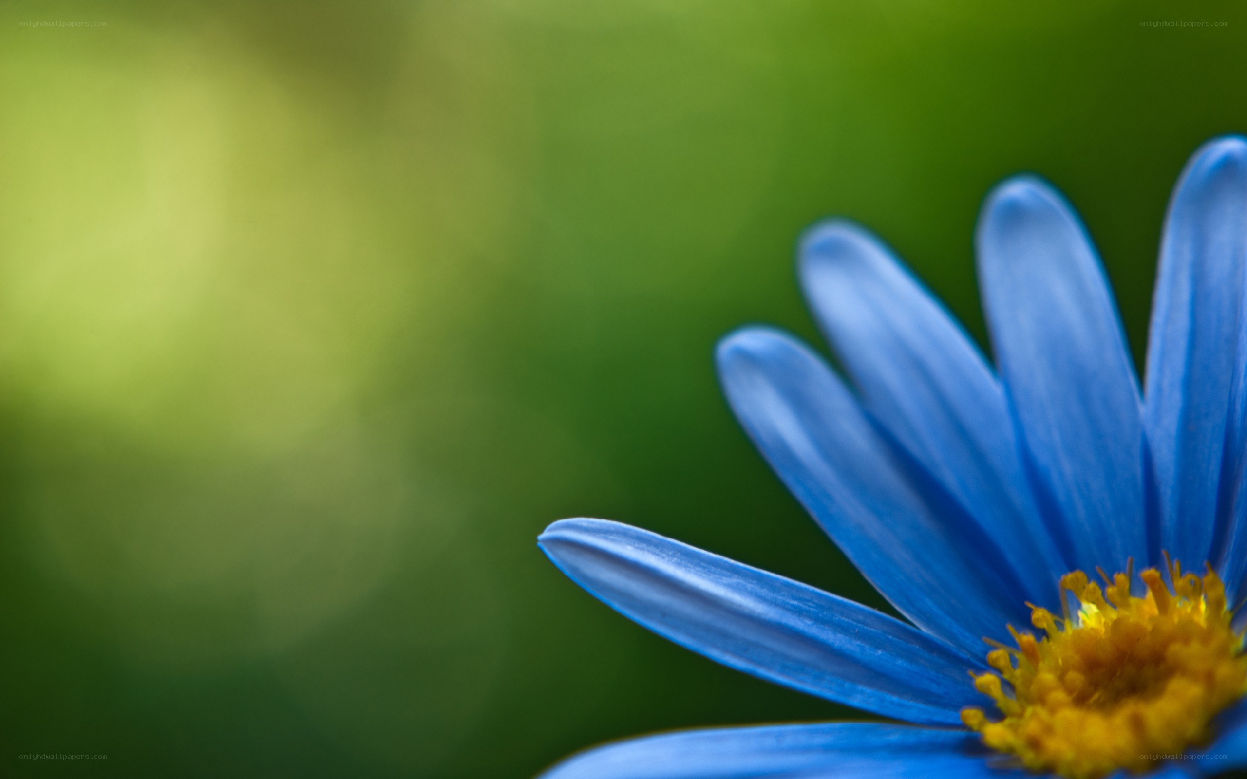 blue flower with yellow center