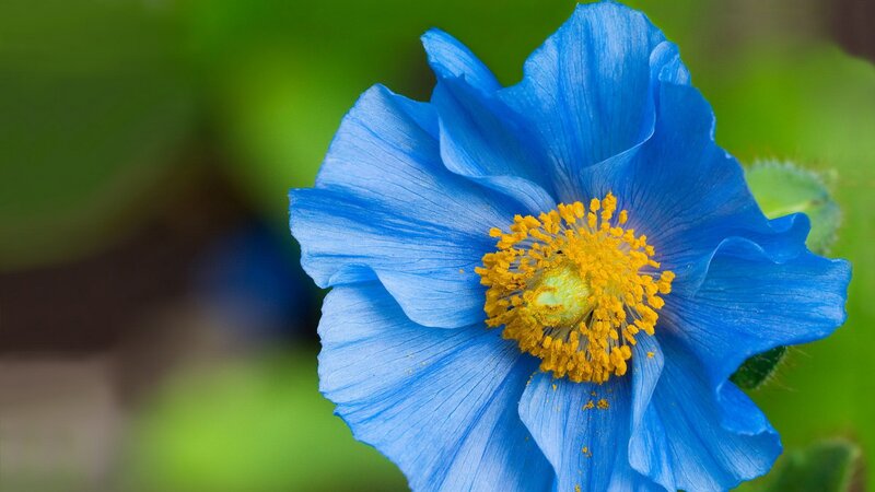 blue flower with yellow center