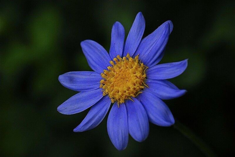 blue flower with yellow center