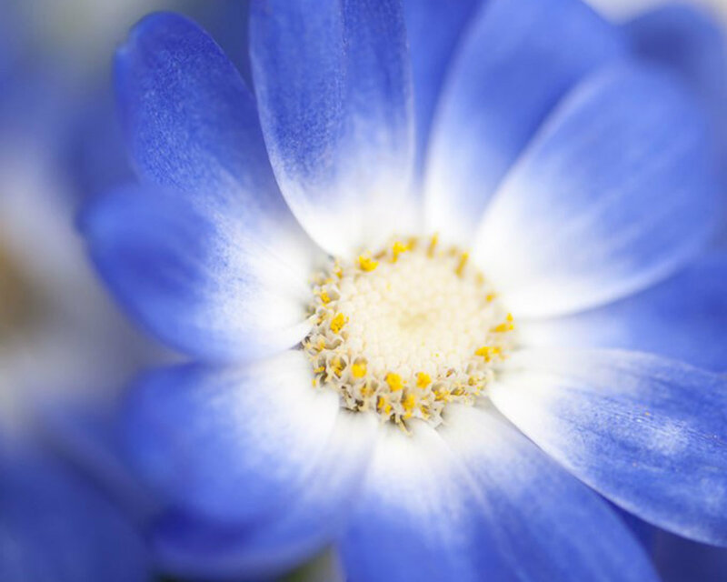 Blue Flower with Yellow Center — Calm, Photograph