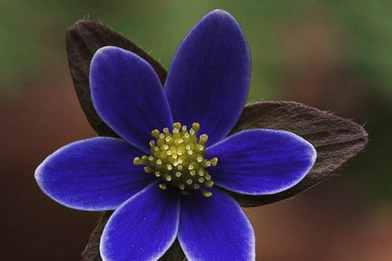 Blue Flower with Yellow Center — Calm, Spring