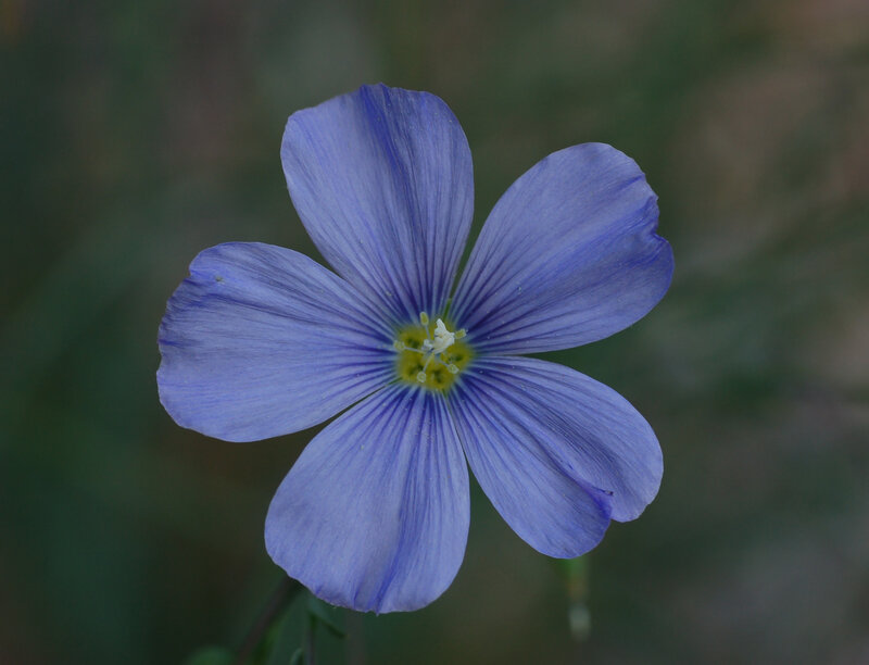 Blue Flower with Yellow Center — Calm