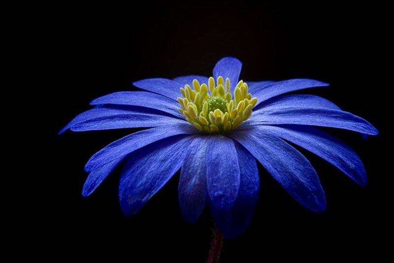 Blue Flower with Yellow Center — Dramatic, Photograph, Petals
