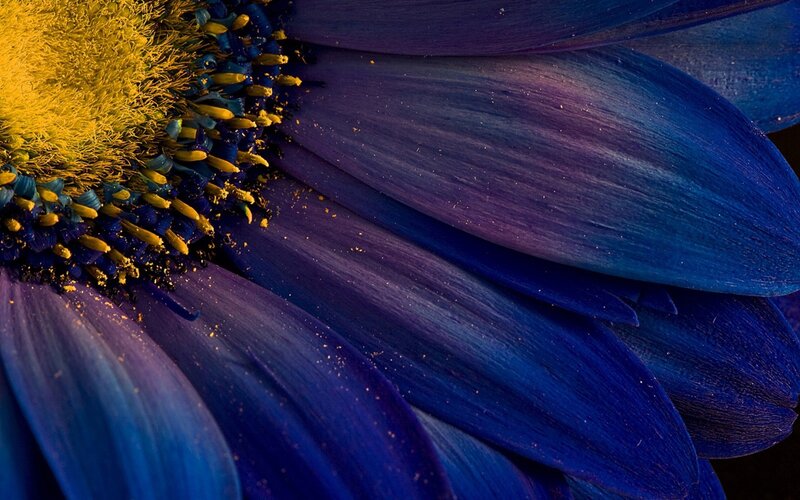 Blue Flower with Yellow Center — Dramatic, Photograph
