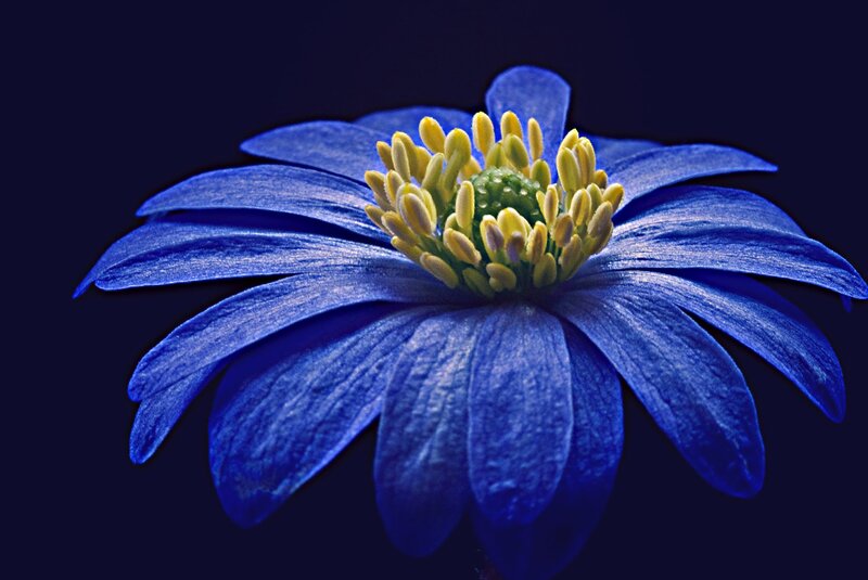 Blue Flower with Yellow Center — Dramatic