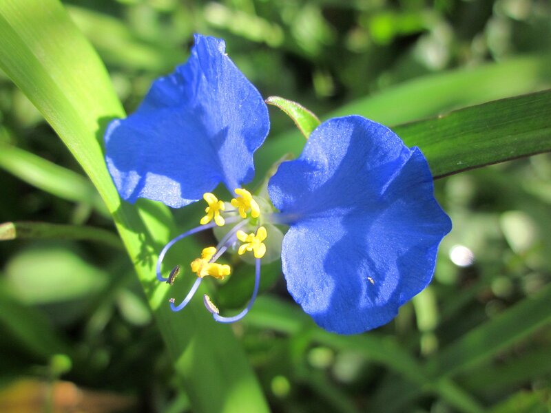 Blue Flower with Yellow Center — Serene, Afternoon