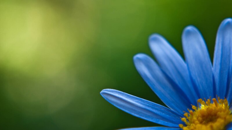 Blue Flower with Yellow Center — Serene, Photograph, Green Background